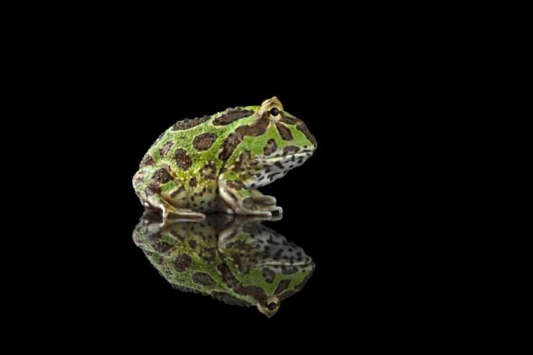 Le rane Pacman sono tra le specie più apprezzate dagli amanti degli anfibi grazie alla loro particolare estetica e comportamento.