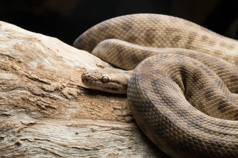 Scopri cosa mangiano i serpenti e come la loro dieta varia in base alla specie. Esplora le abitudini alimentari e il ruolo ecologico dei serpenti nel mantenere l'equilibrio degli ecosistemi.