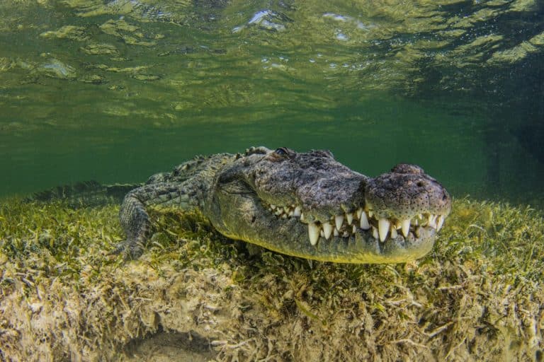 i coccodrilli sono animali che hanno resistito alla prova del tempo grazie a una serie di adattamenti unici che li rendono predatori formidabili e resistenti.