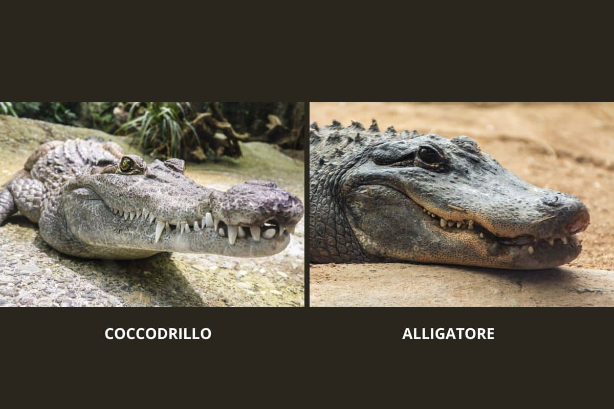 Muso di alligatore a confronto con quello di coccodrillo.