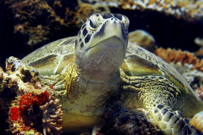 Scopri la differenza tra tartarughe e testuggini: tartarughe marine e testuggini terrestri o d'acqua dolce, adattamenti fisici e comportamenti unici.