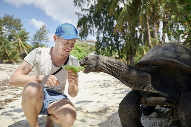 Scopri cosa mangiano le tartarughe in questo approfondito articolo che esamina la dieta ideale per le tartarughe terrestri e acquatiche.