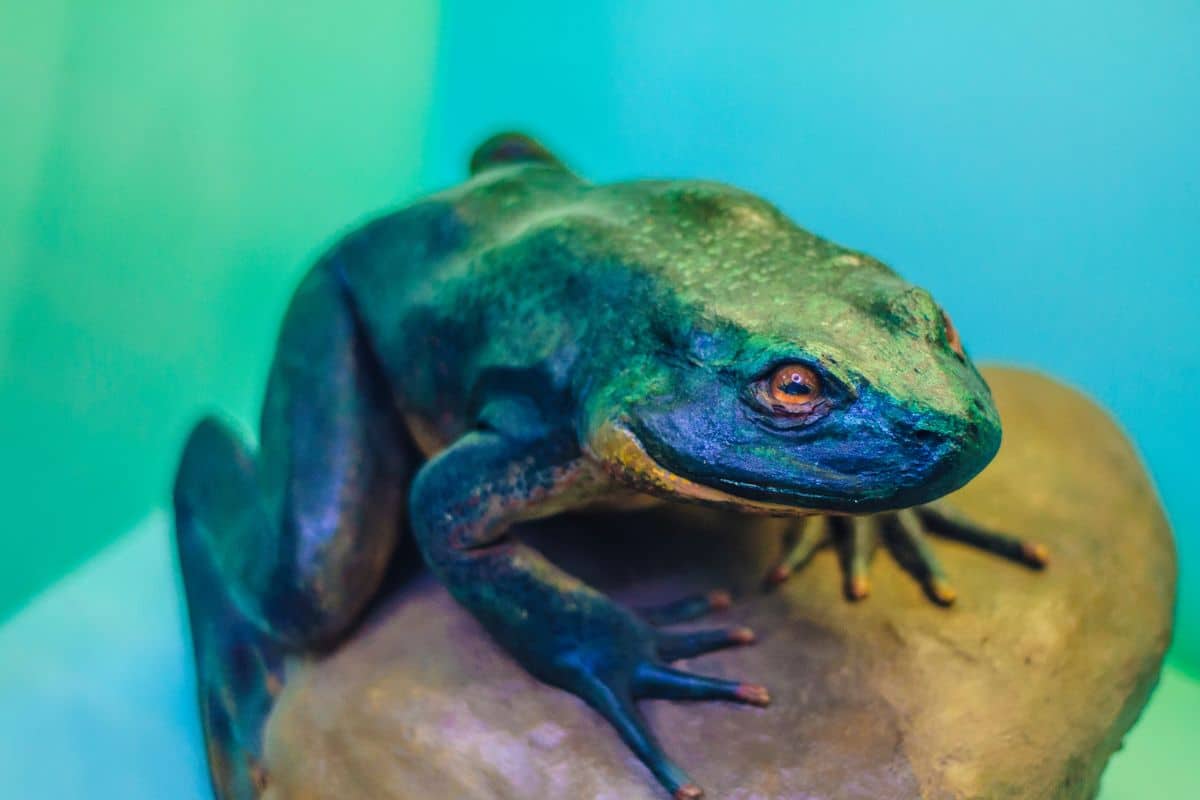 Immagine della rana Golia, l'anfibio più grande del mondo.