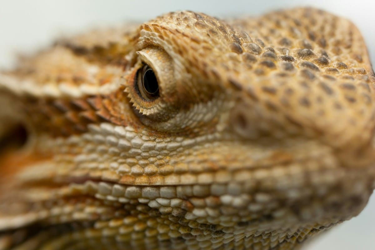 Un drago barbuto con la sua barba di spine ben visibile.