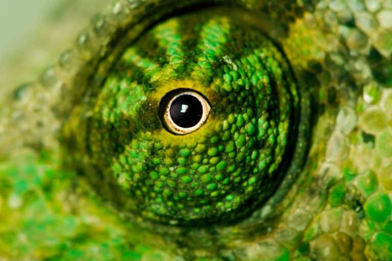 Caratteristiche occhi del camaleonte