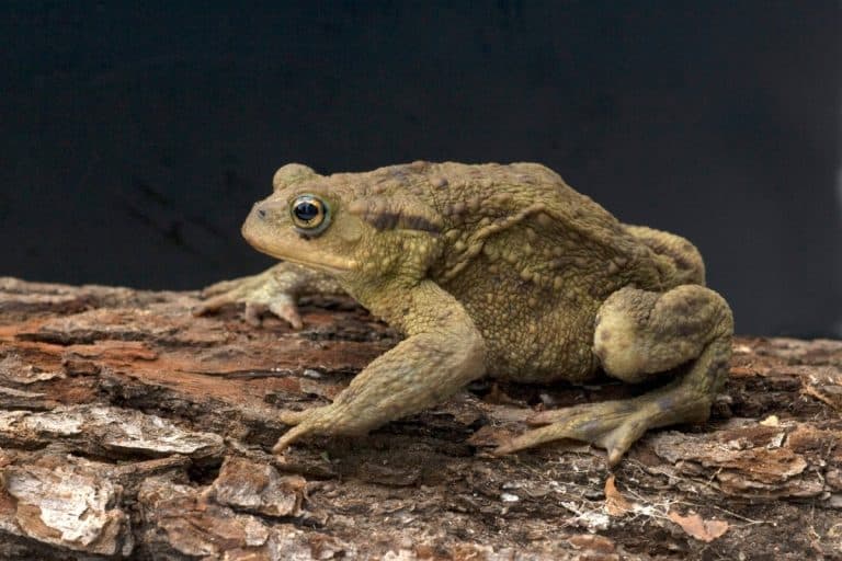 rospo comune bufo bufo
