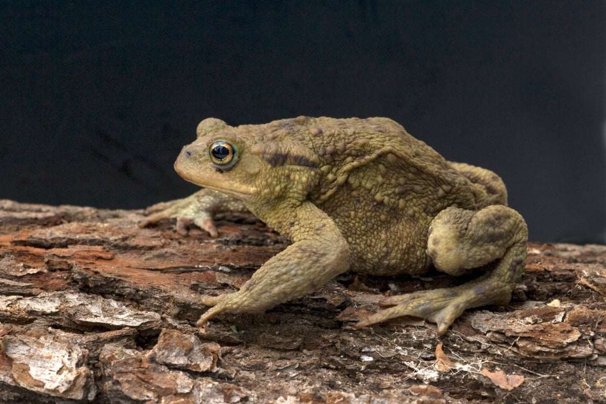rospo comune bufo bufo