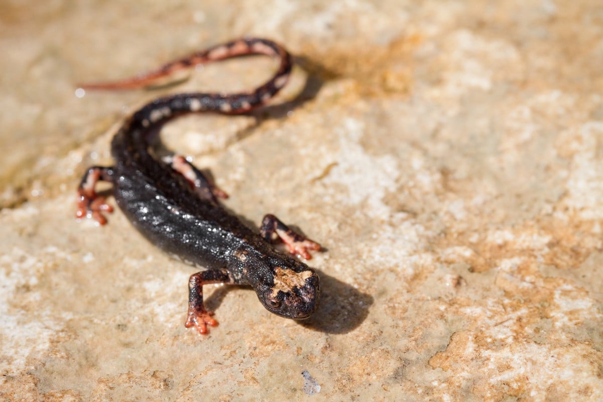 caratteristiche della salamandra dagli occhiali
