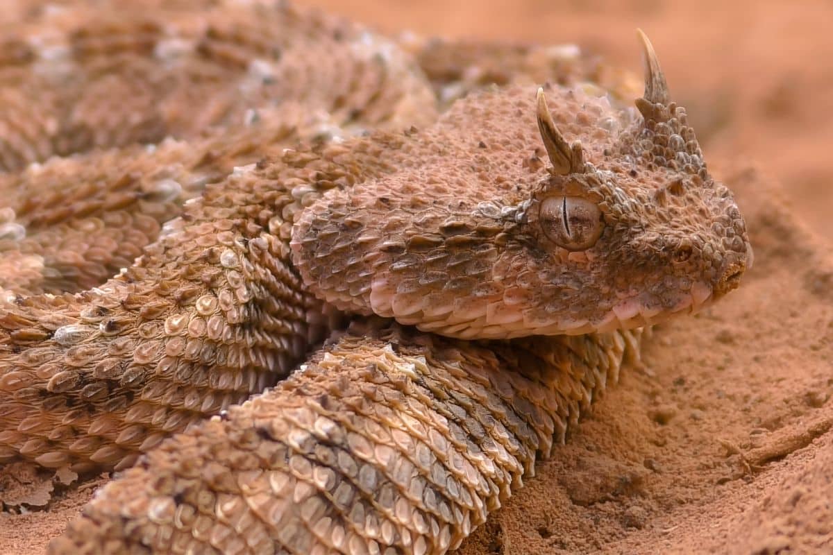 serpente con le corna vipera cornuta