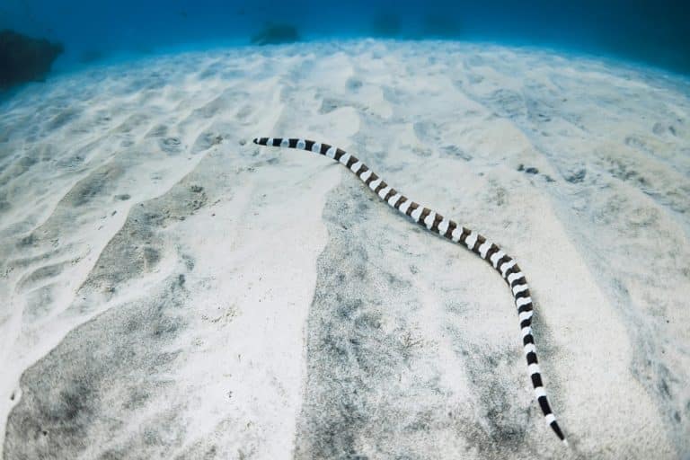 Serpenti a rischio: l'impatto del cambiamento climatico sulle specie più vulnerabili.