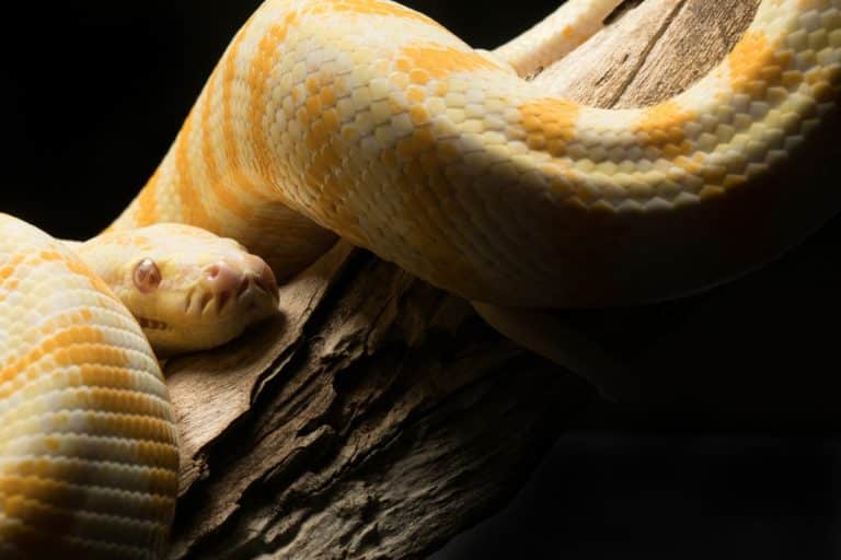 I fossili dei serpenti ci raccontano un'affascinante storia evolutiva. Scopri come questi antichi rettili si sono trasformati da creature con arti a maestri della predazione senza zampe.
