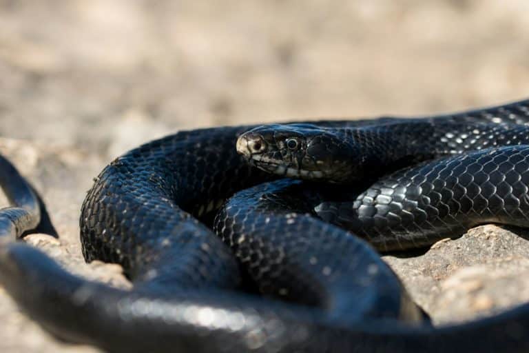 Immagine di un serpente nero nel suo ambiente naturale.