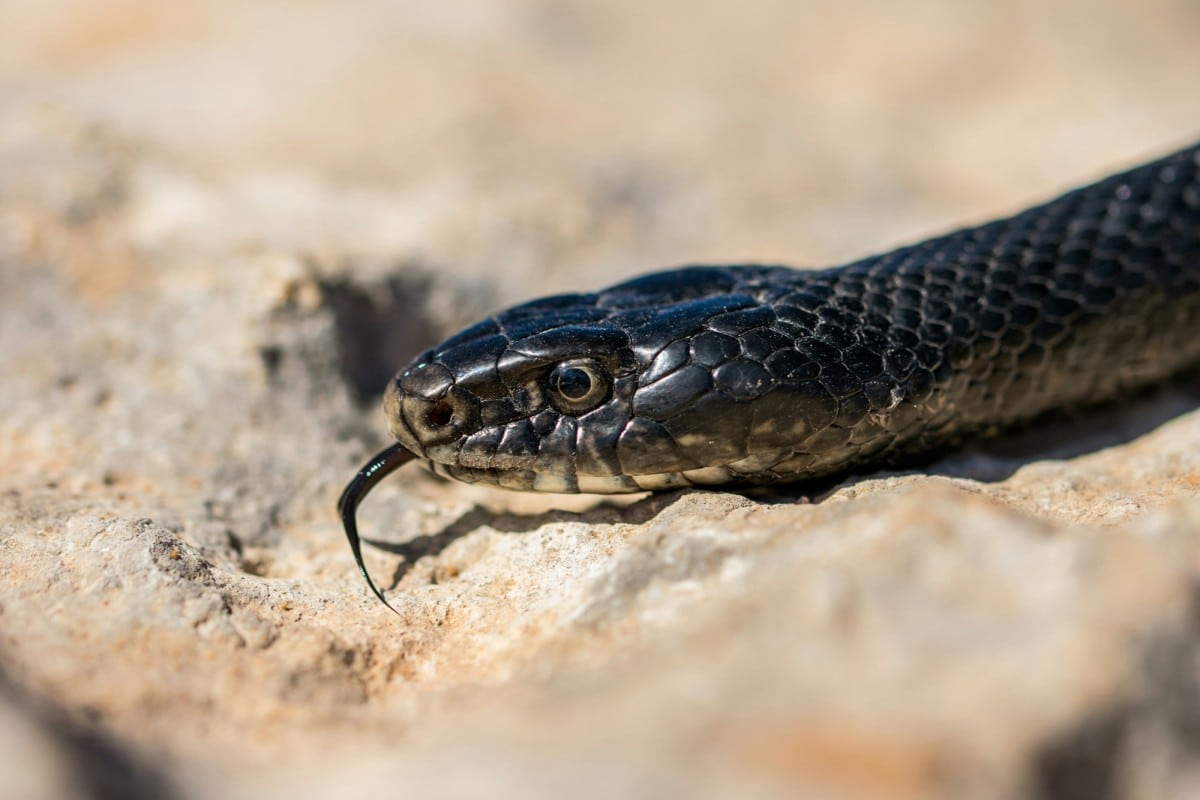 Dettaglio di un serpente nero in primo piano.