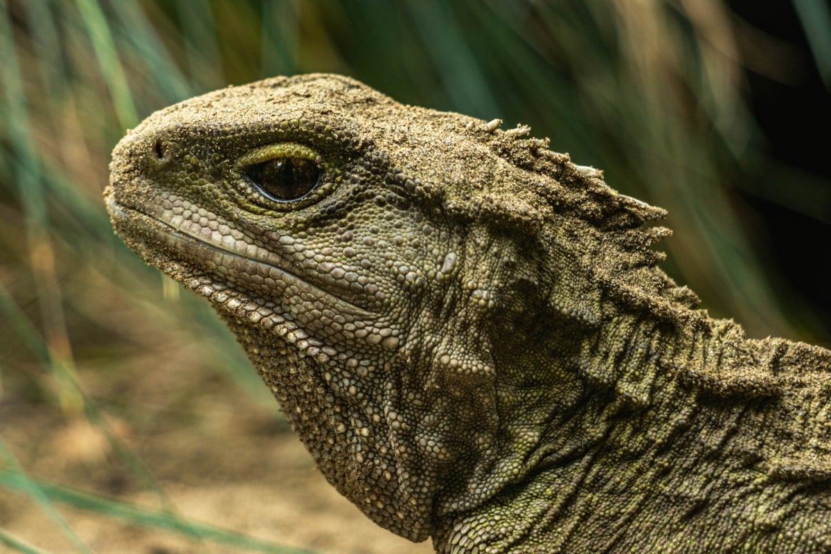 che cos'è il tuatara