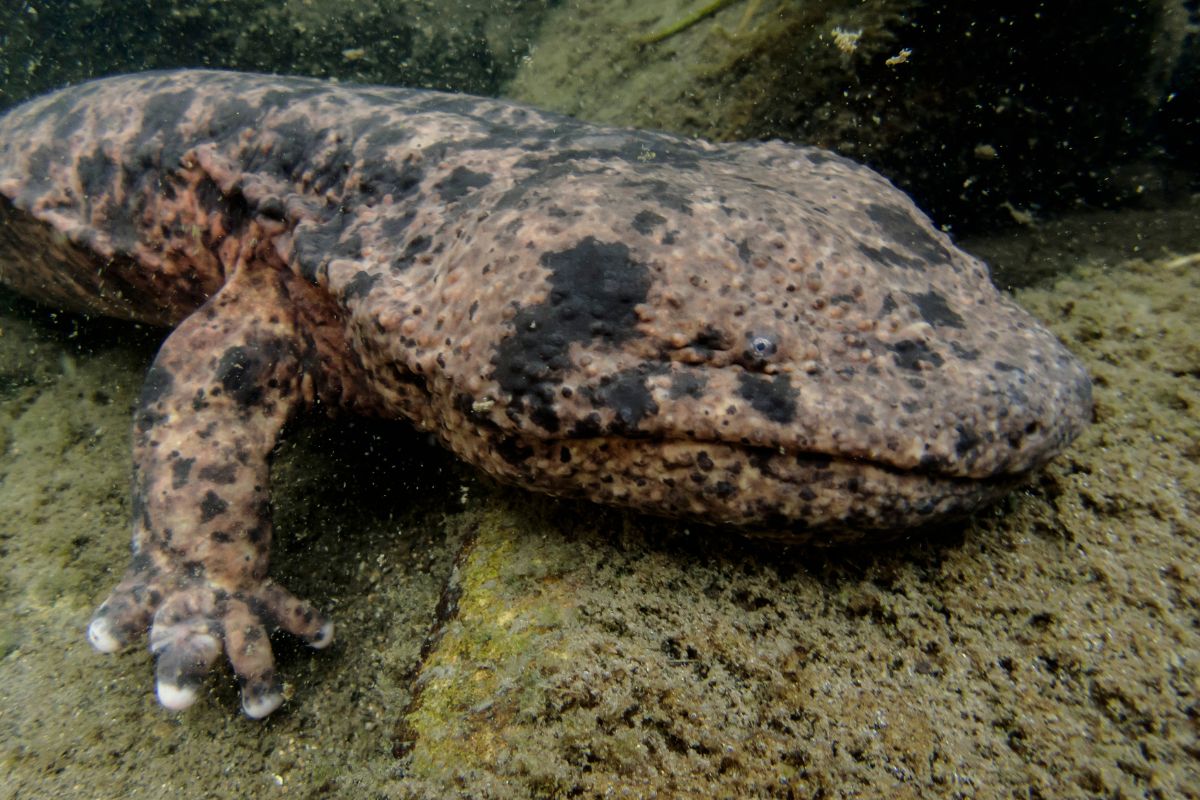 Salamandre giganti nel loro habitat naturale.