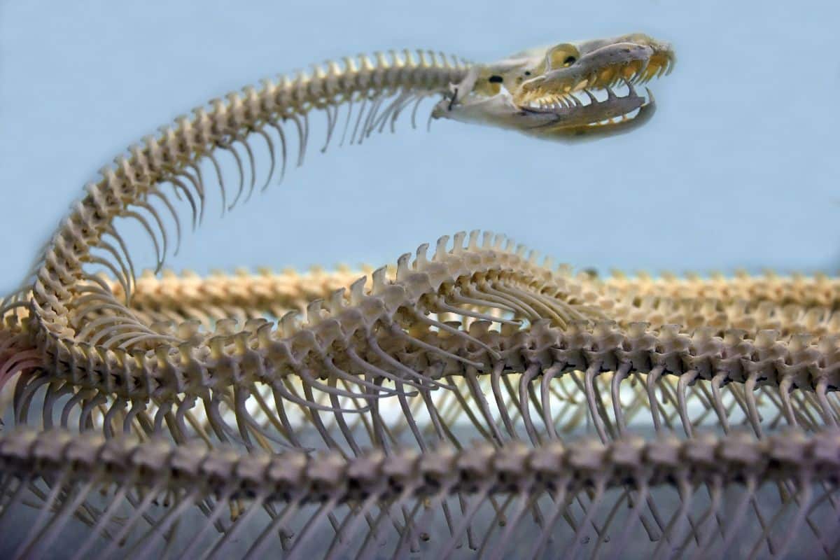 I serpenti hanno le ossa