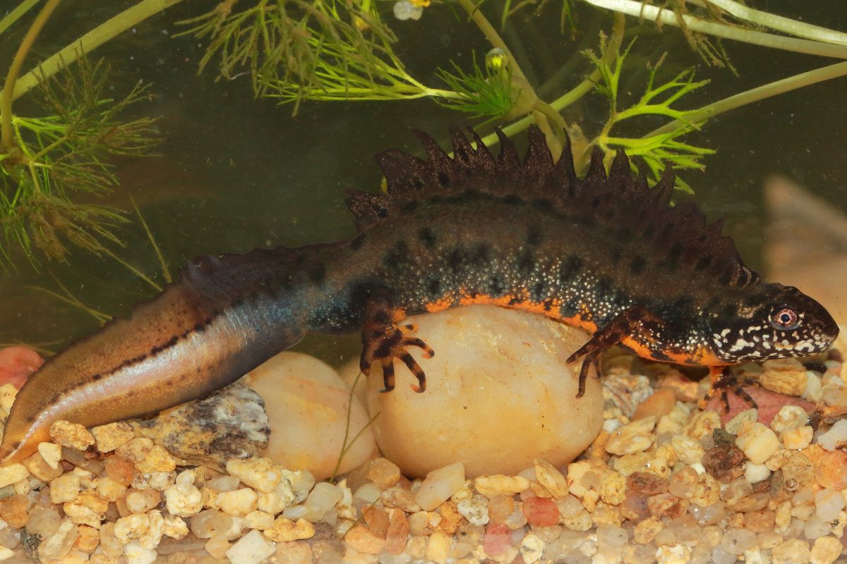 tritoni in acquario