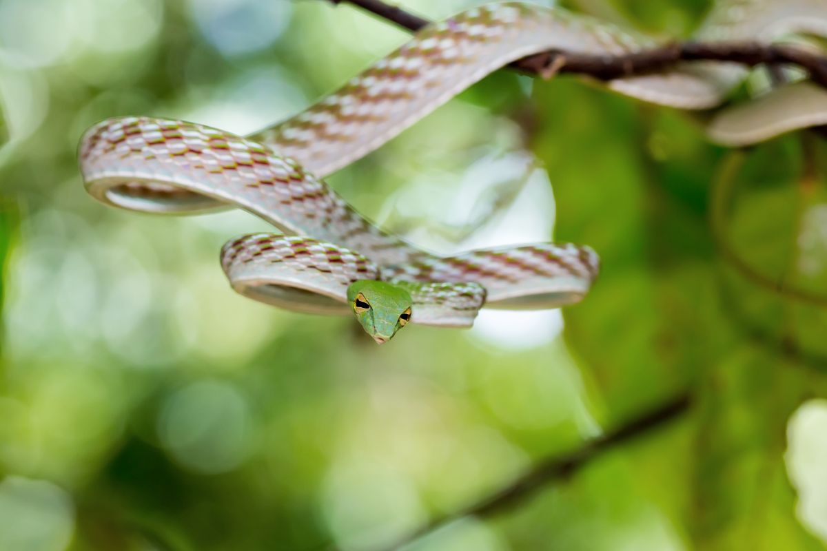 serpenti arboricoli