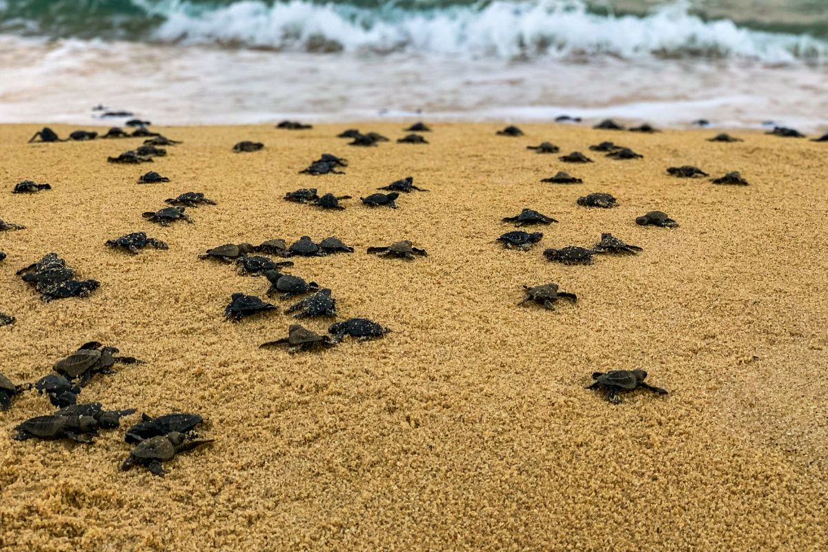 corsa delle baby tartarughe marine