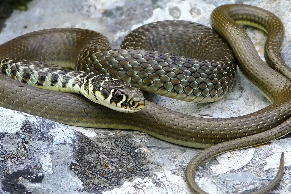 serpenti in italia