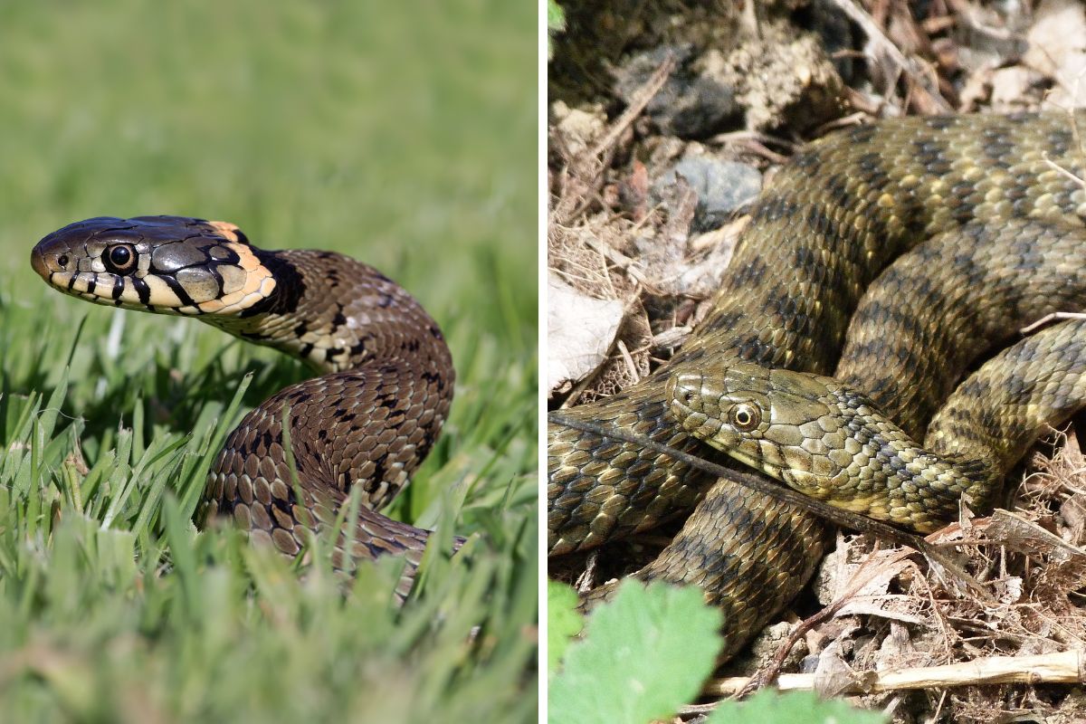 serpenti italiani