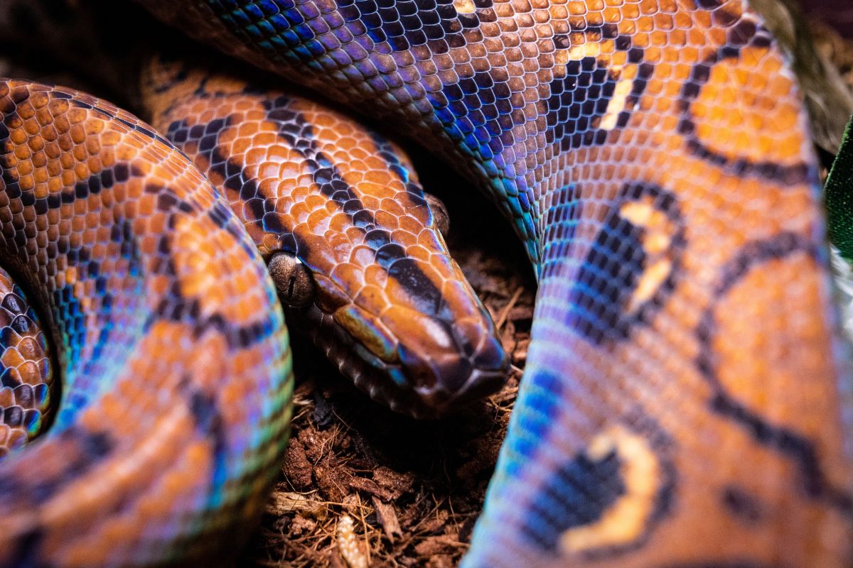 serpenti più colorati del mondo