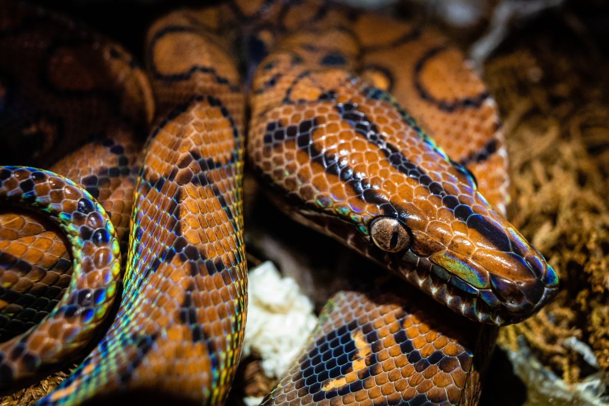 serpenti arcobaleno