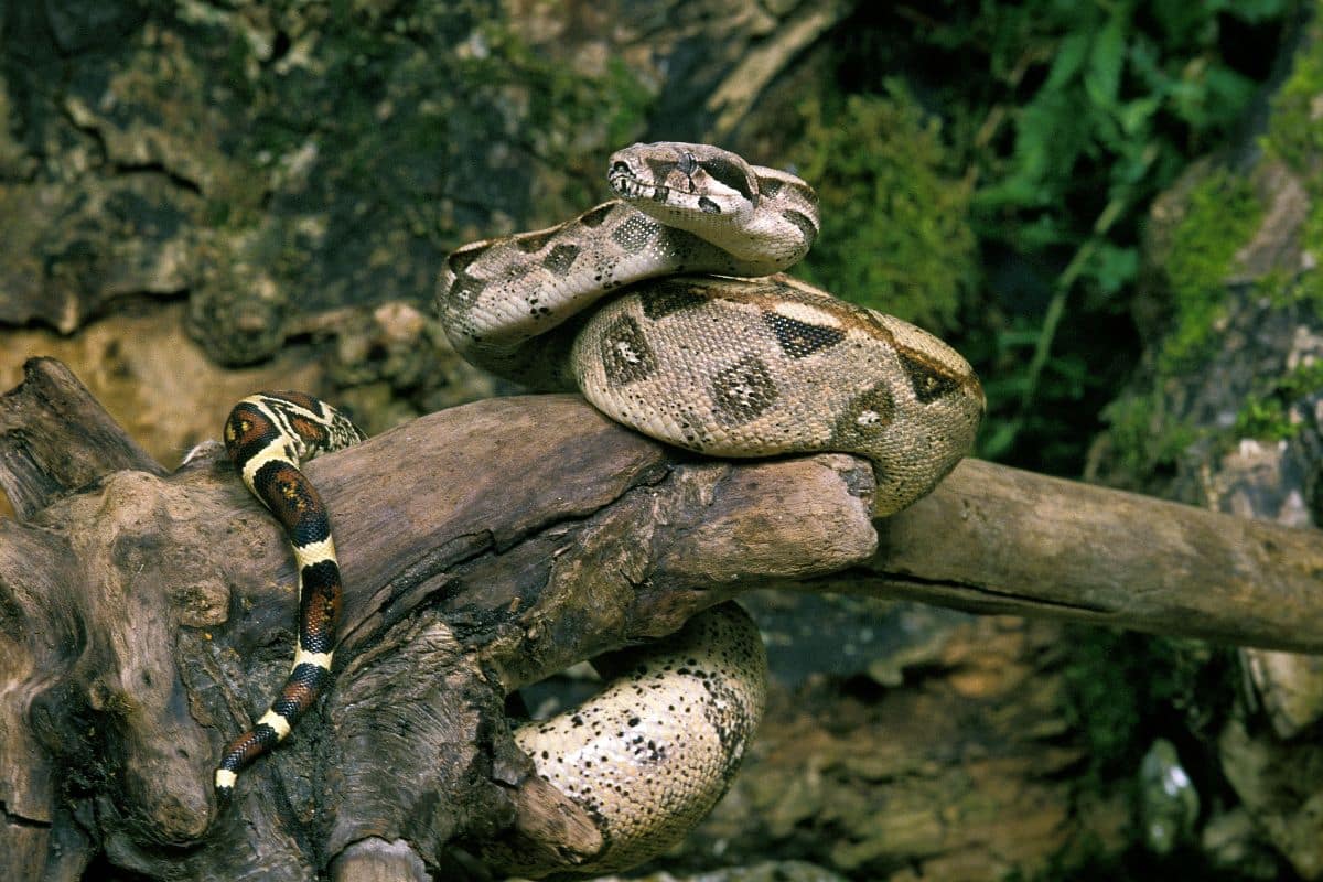 serpenti giganti