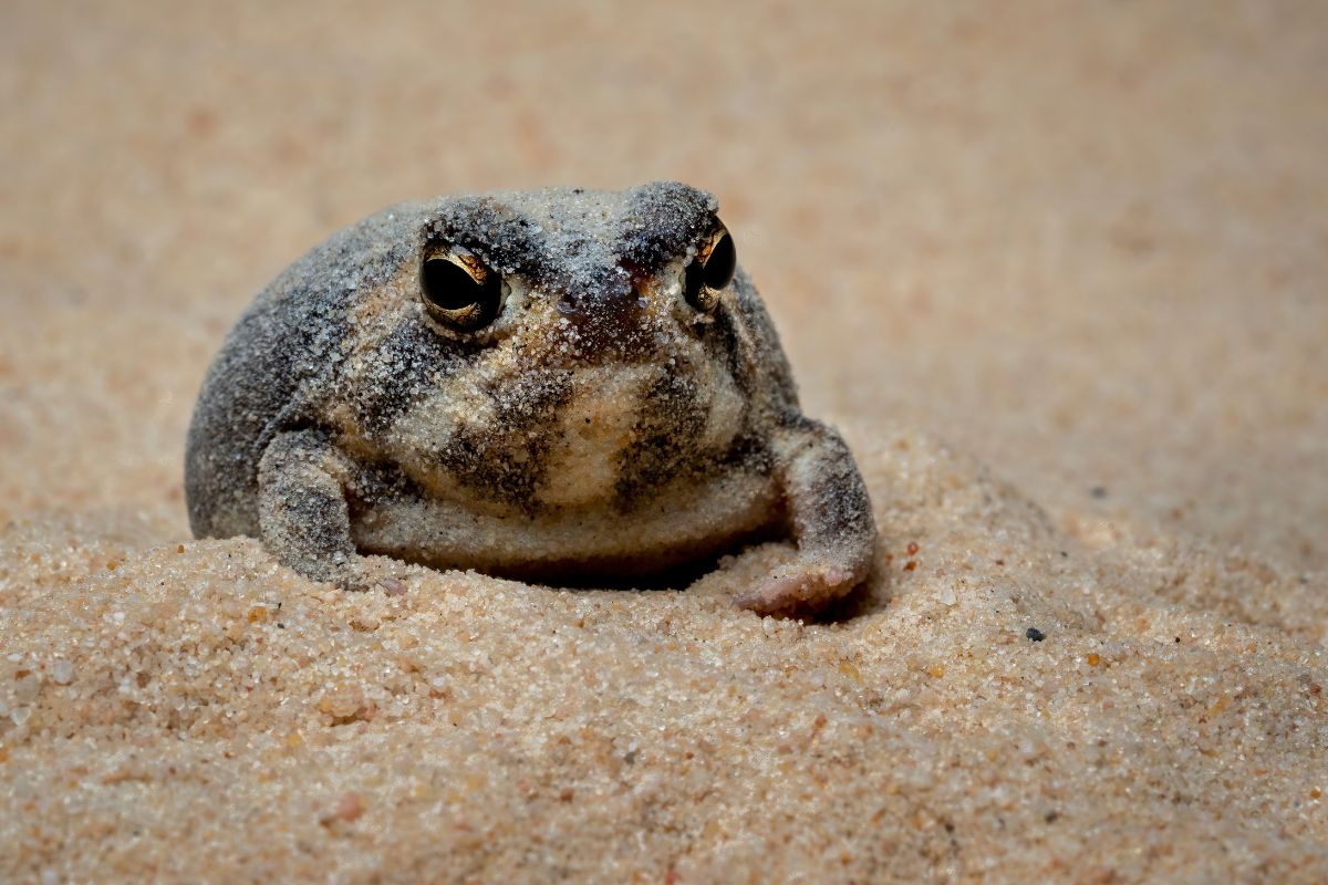 rana della pioggia del deserto