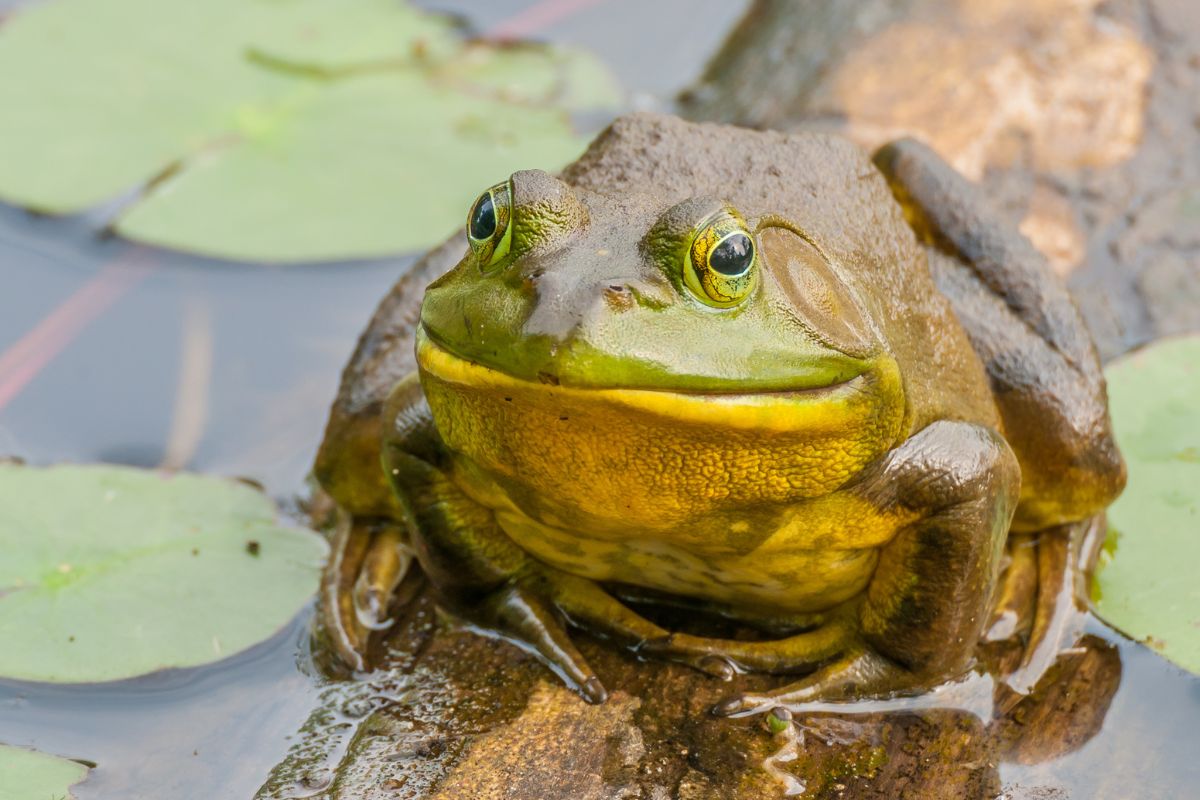 rana toro americana
