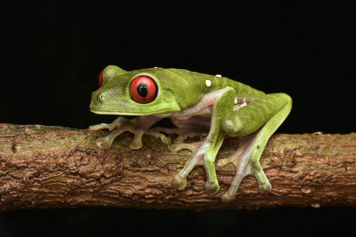stato degli ecosistemi canto delle rane
