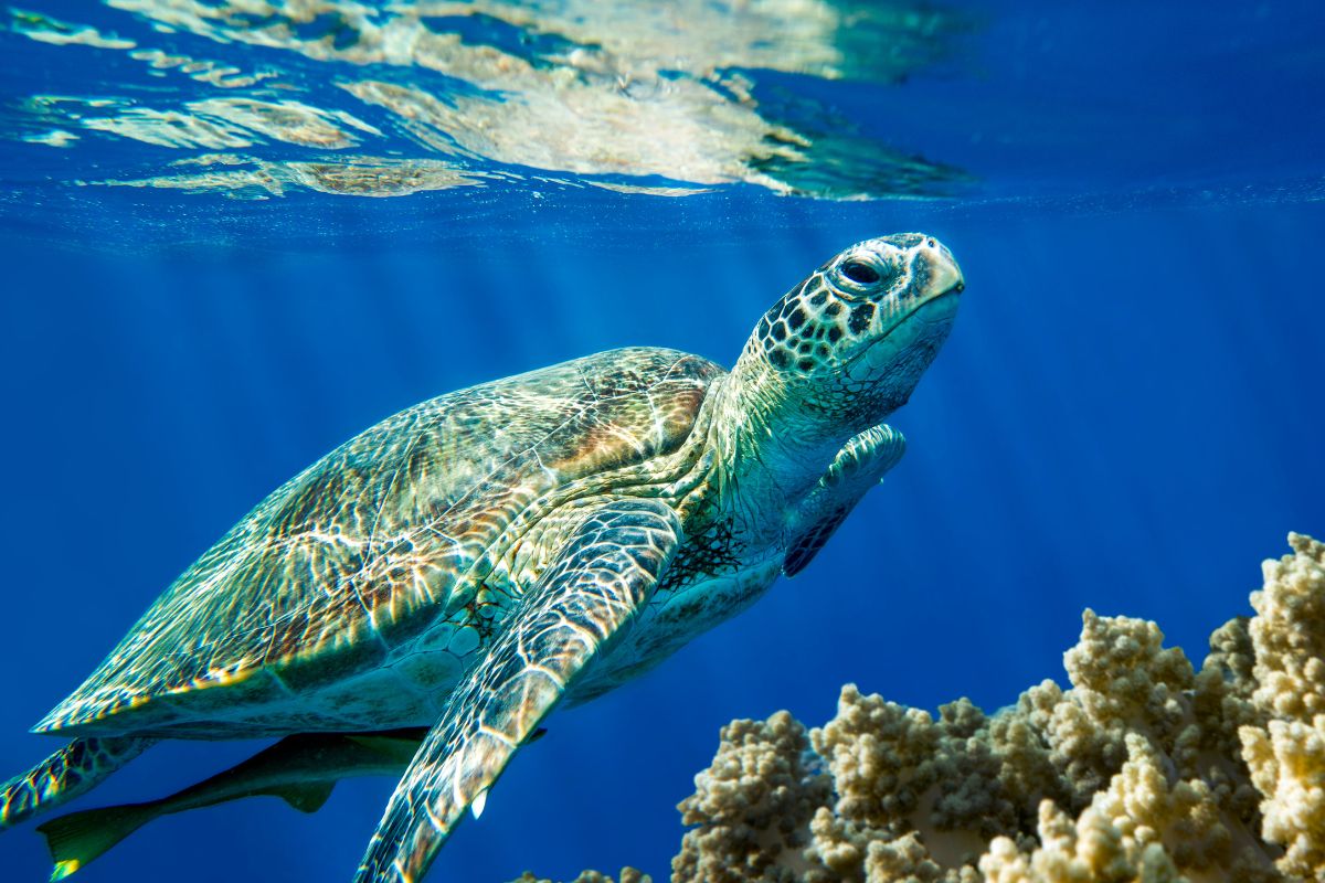tartarughe del mediterraneo