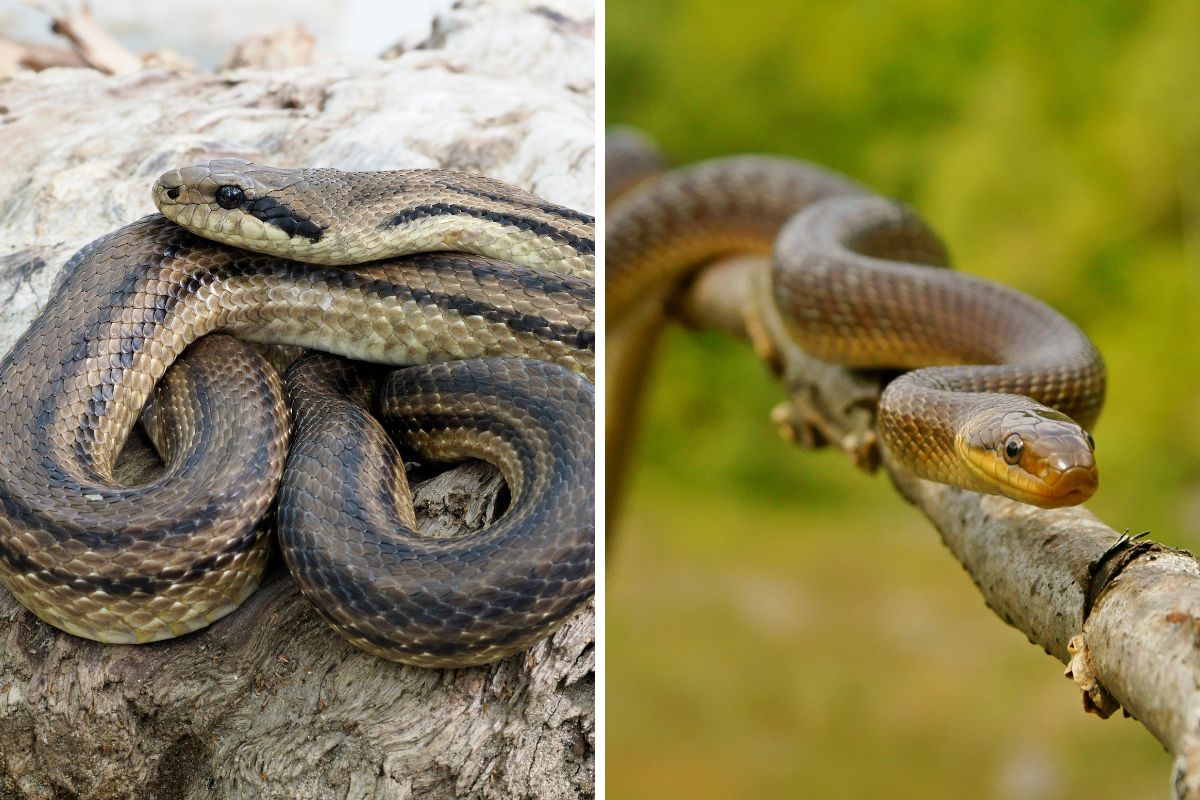 serpenti in italia