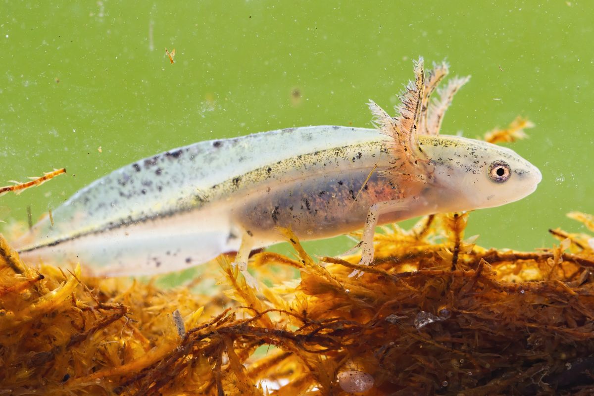 tritoni metamorfosi