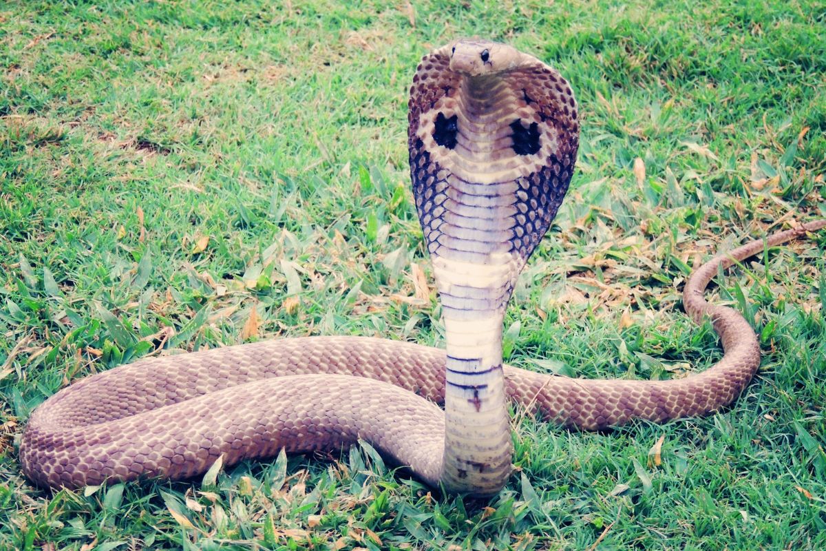 re dei serpenti cobra reale