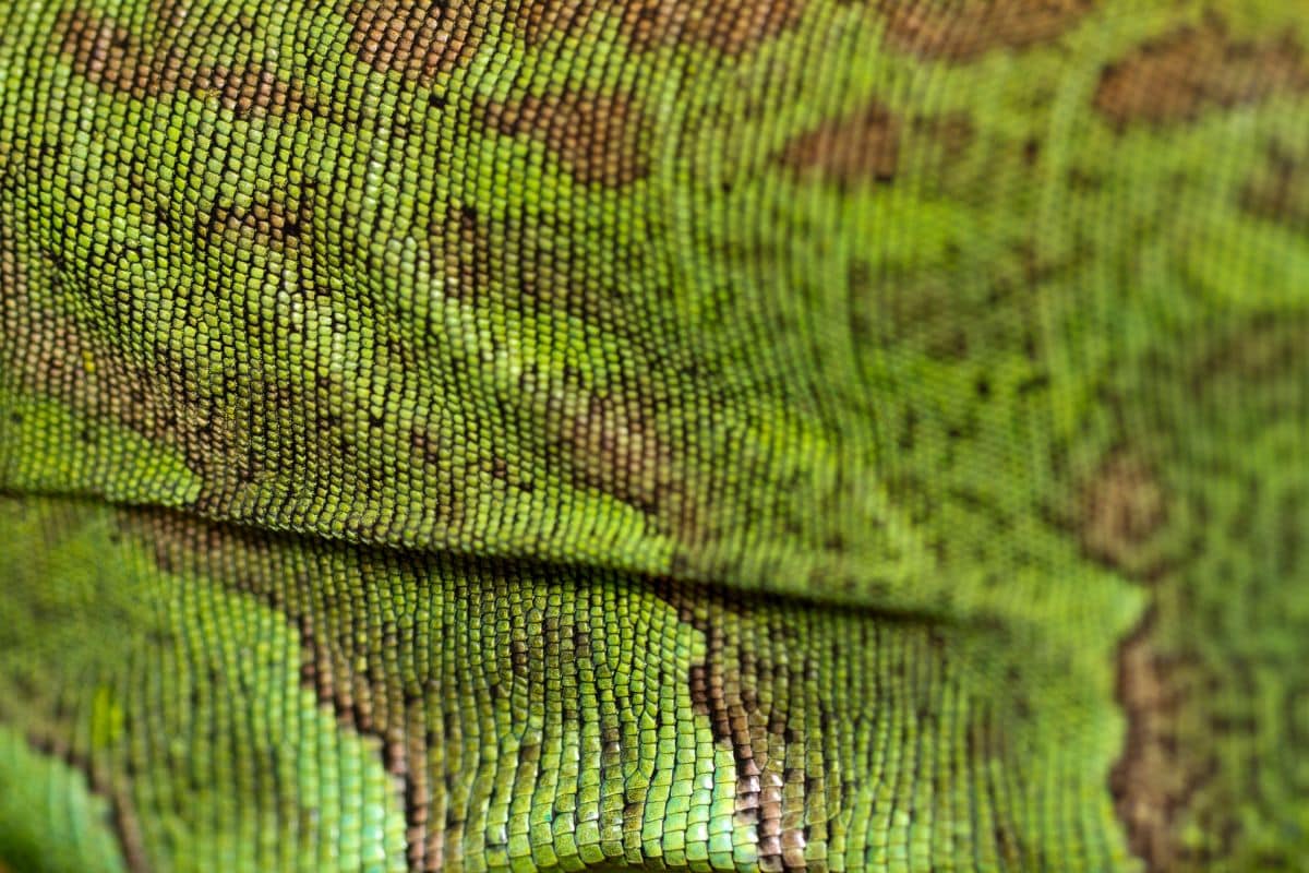 pelle delle lucertole