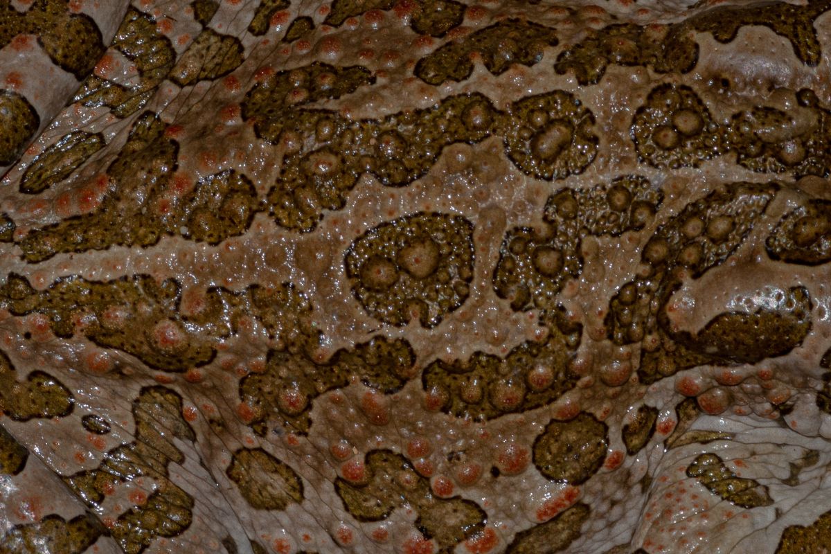 rane al microscopio