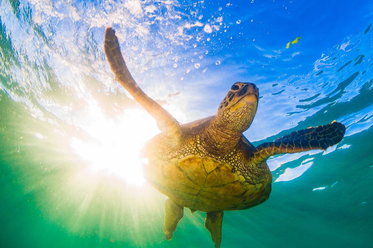 tartarughe curiosità