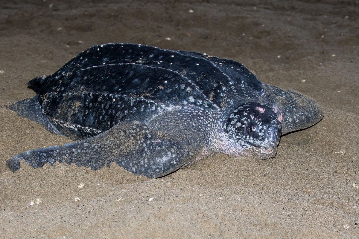 tartarughe marine del mediterraneo