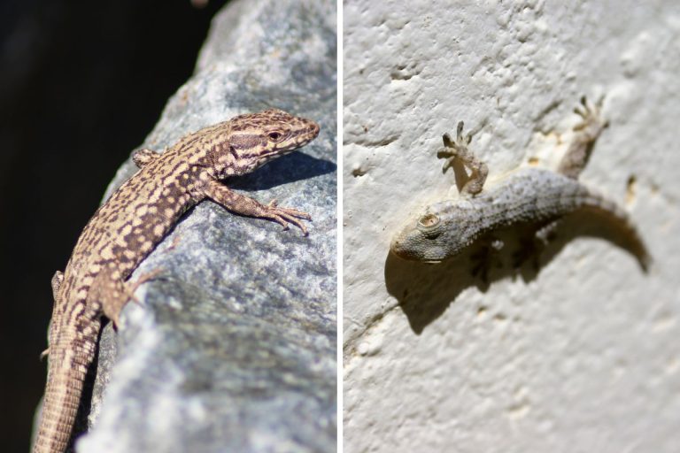 lucertola e geco differenze