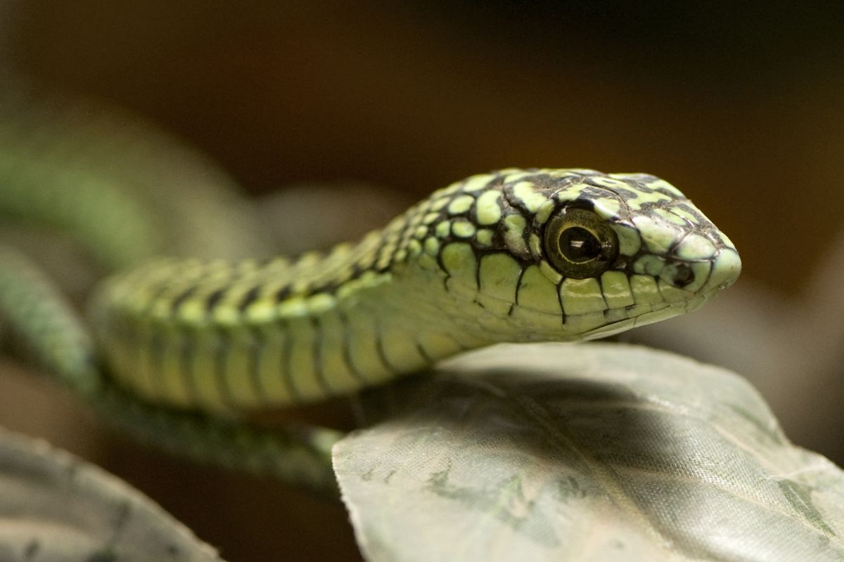 serpente arboricolo