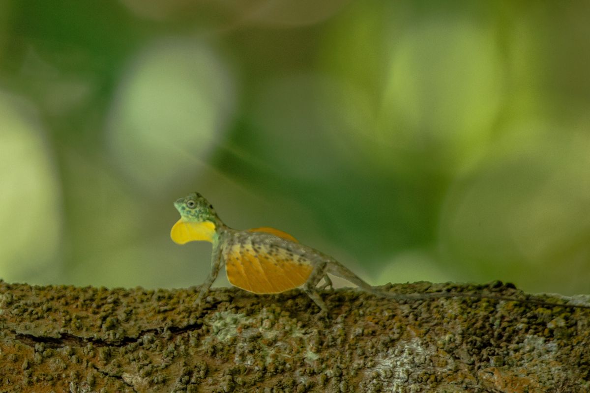draco volans