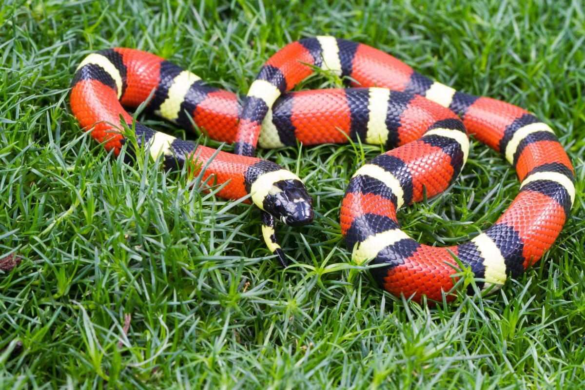 serpenti colorati