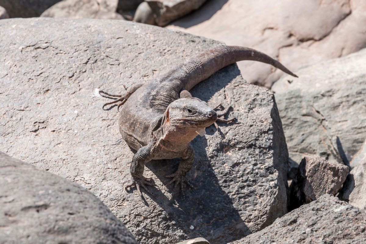 lucertole giganti delle isole