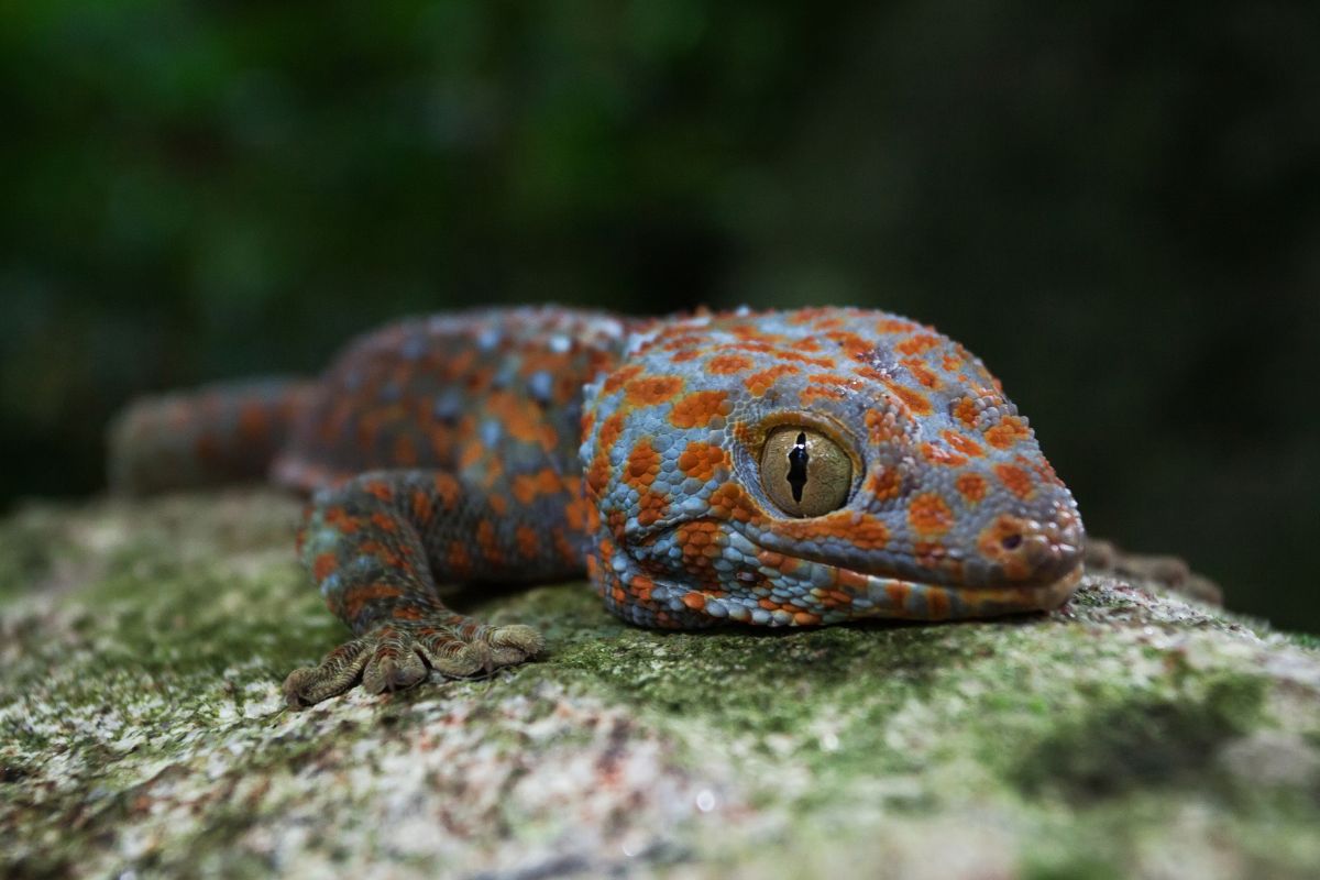 lucertola tropicale