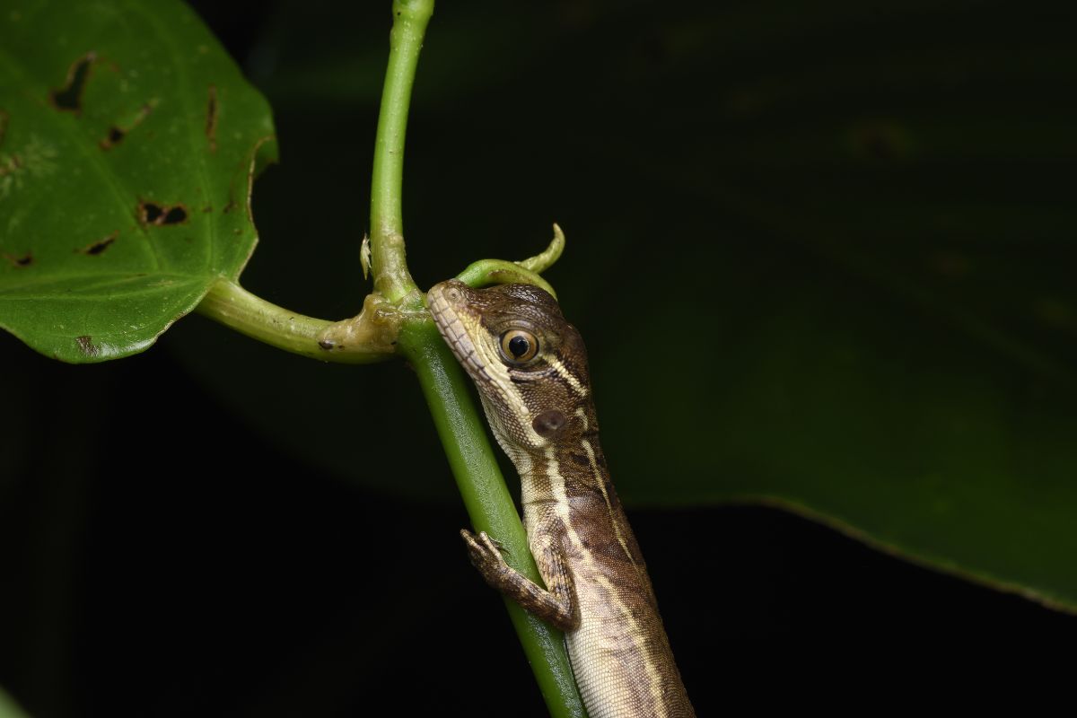 lucertole notturne