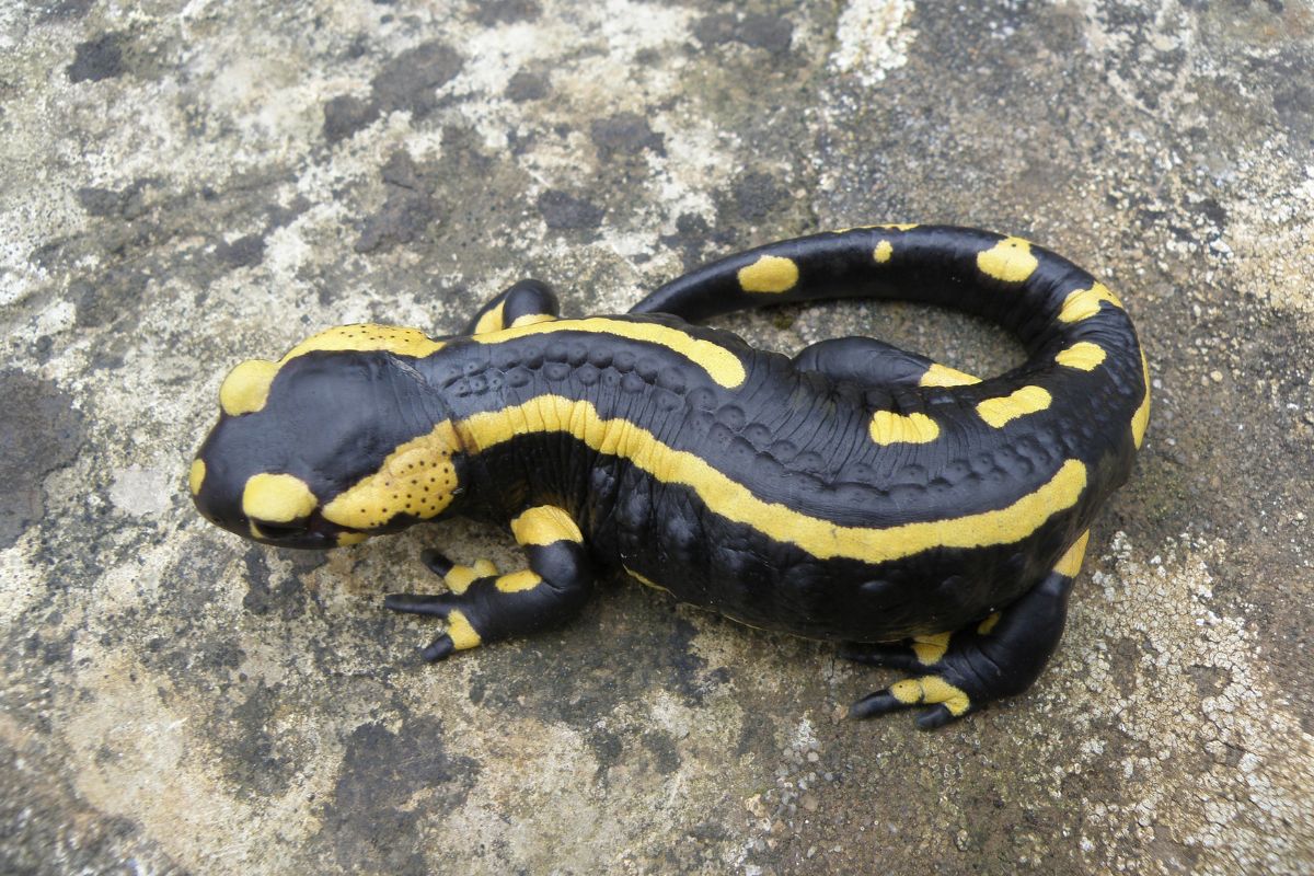 salamandre in città