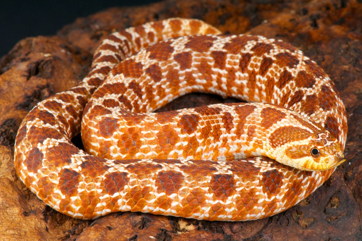 serpente muso di porcello