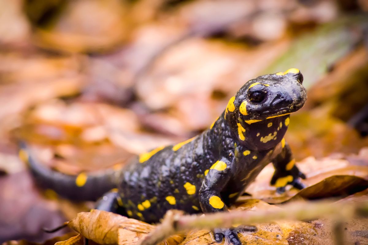 salamandre magiche leggende