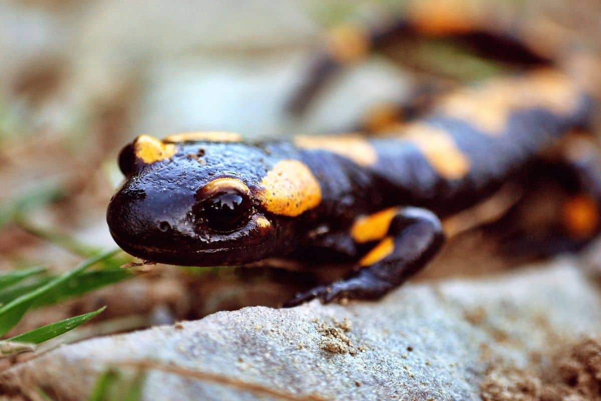 salamandre creature magiche